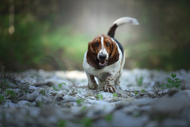 动物 宠物 狗 猫