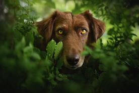 动物 宠物 狗 猫