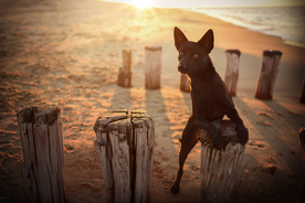 动物 宠物 狗 猫