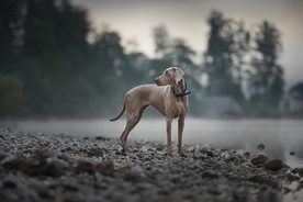 动物 宠物 狗 猫