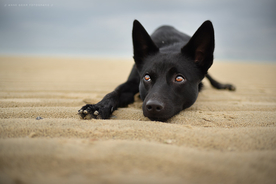 动物 宠物 狗 猫