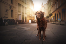 动物 宠物 狗 猫