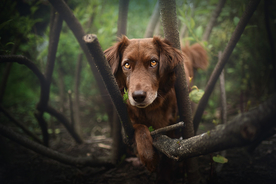 动物 宠物 狗 猫