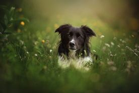 动物 宠物 狗 猫