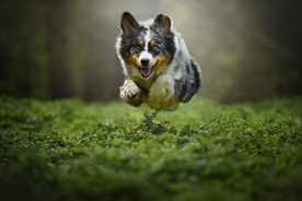 动物 宠物 狗 猫