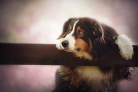 动物 宠物 狗 猫