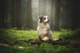 动物 宠物 狗 猫