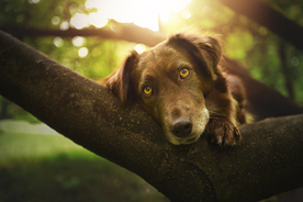 动物 宠物 狗 猫