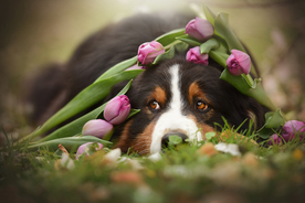 动物 宠物 狗 猫