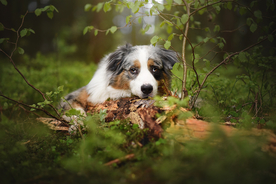 动物 宠物 狗 猫