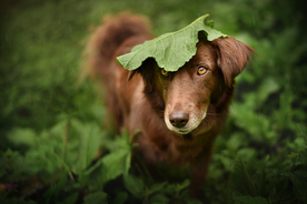 动物 宠物 狗 猫