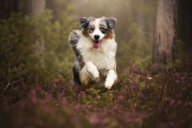 动物 宠物 狗 猫