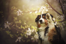 动物 宠物 狗 猫