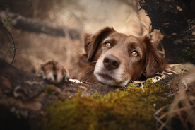动物 宠物 狗 猫