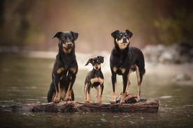 动物 宠物 狗 猫
