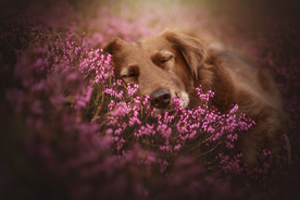 动物 宠物 狗 猫