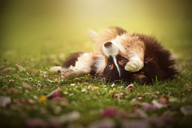 动物 宠物 狗 猫