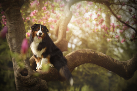 动物 宠物 狗 猫