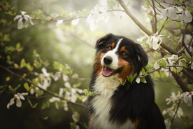 动物 宠物 狗 猫