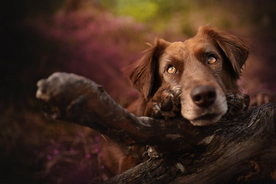 动物 宠物 狗 猫