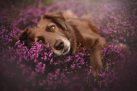 动物 宠物 狗 猫