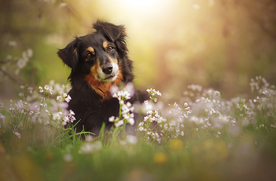 动物 宠物 狗 猫