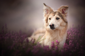 动物 宠物 狗 猫