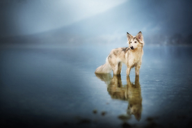 动物 宠物 狗 猫