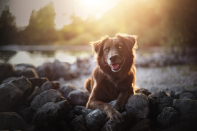 动物 宠物 狗 猫
