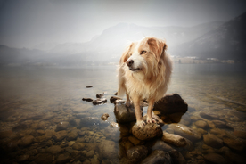 动物 宠物 狗 猫