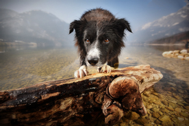 动物 宠物 狗 猫