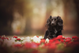 动物 宠物 狗 猫