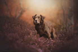 动物 宠物 狗 猫