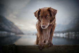 动物 宠物 狗 猫