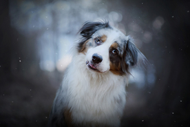 动物 宠物 狗 猫