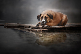 动物 宠物 狗 猫