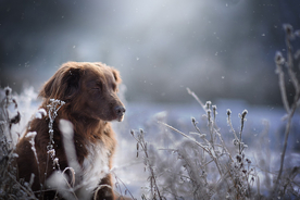 动物 宠物 狗 猫