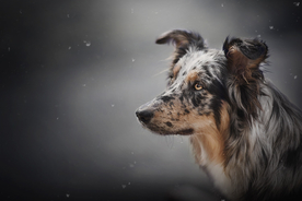 动物 宠物 狗 猫