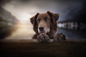 动物 宠物 狗 猫