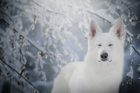 动物 宠物 狗 猫