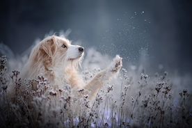 动物 宠物 狗 猫