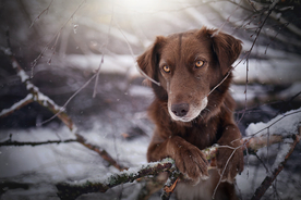 动物 宠物 狗 猫