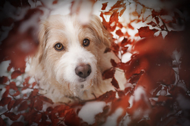 动物 宠物 狗 猫