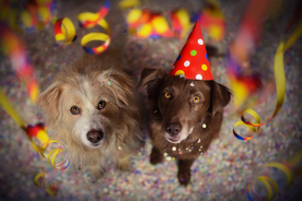 动物 宠物 狗 猫