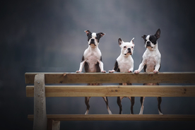 动物 宠物 狗 猫