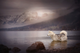 动物 宠物 狗 猫