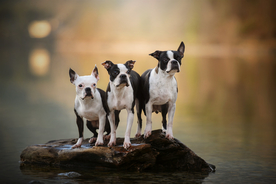 动物 宠物 狗 猫