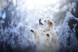 动物 宠物 狗 猫