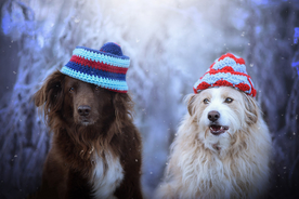 动物 宠物 狗 猫