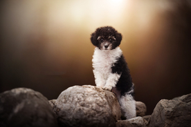 动物 宠物 狗 猫